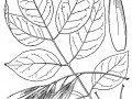 green ash usda drawing