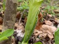 jack in a pulpit