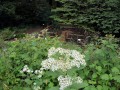 whitewingstem