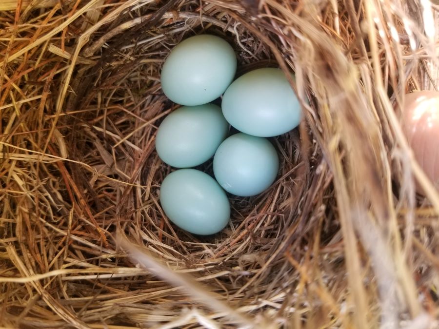 Bluebird Eggs in our Bluebird Box on the hillside by the Pollinator and Memorial Garden!