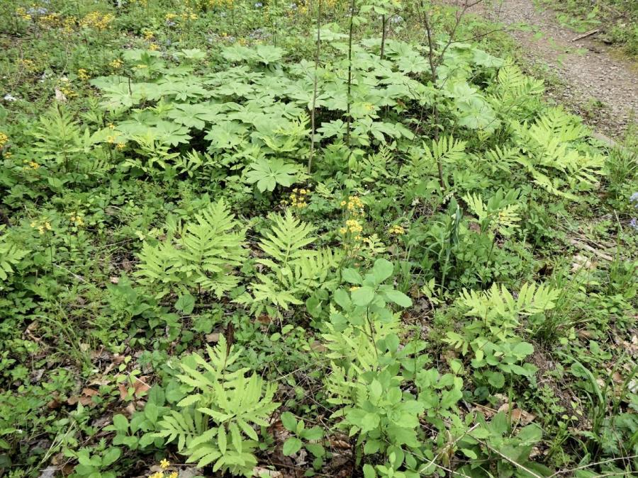 Sensitive Ferns and May Apples Highlighting Spring 2020 at the TRWA!